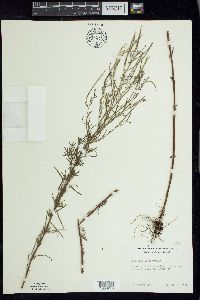 Epilobium leptophyllum image