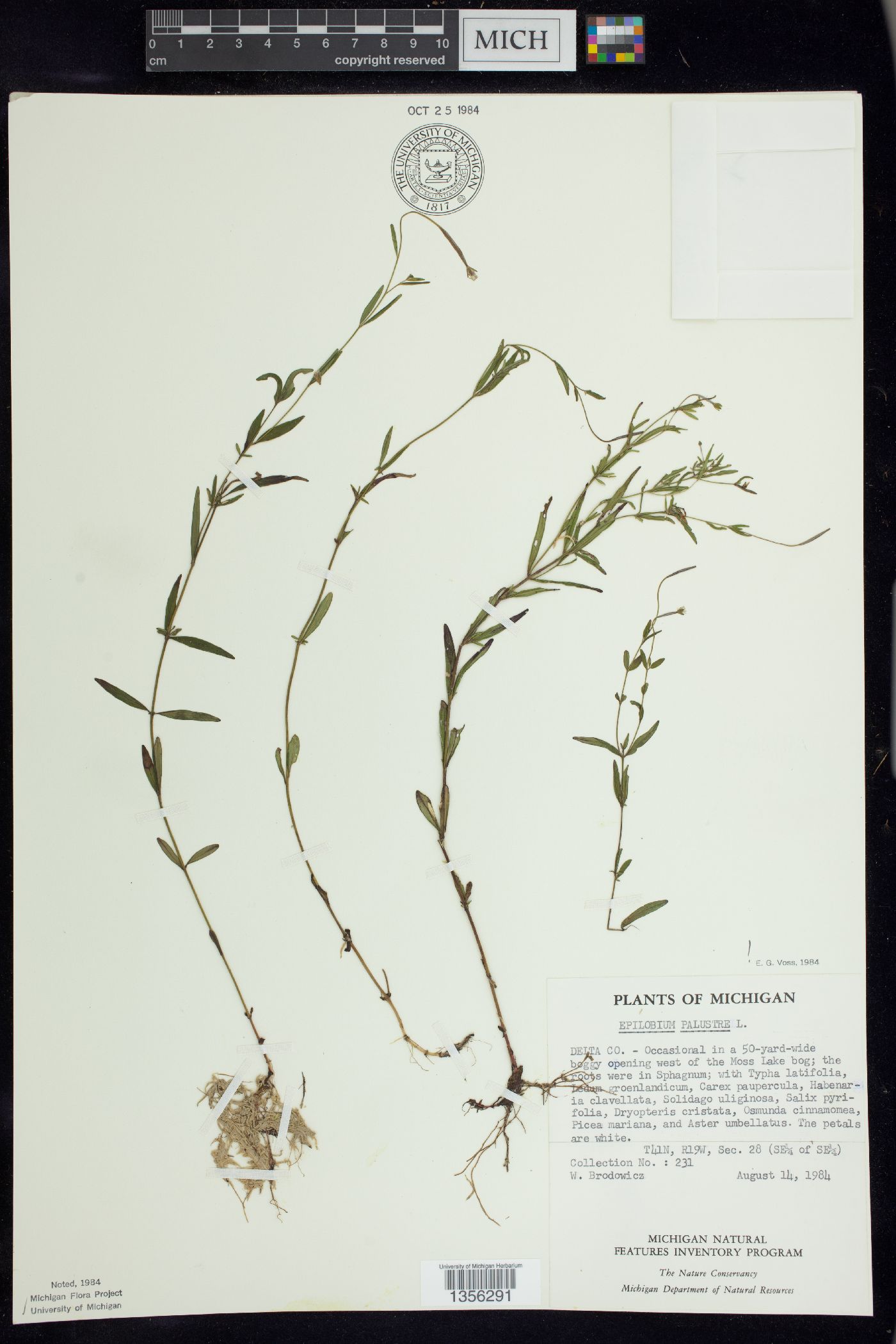 Epilobium palustre image