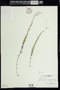 Epilobium palustre image