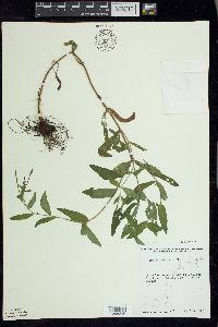 Epilobium parviflorum image