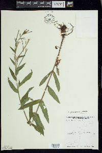 Epilobium parviflorum image