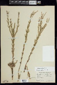 Epilobium strictum image