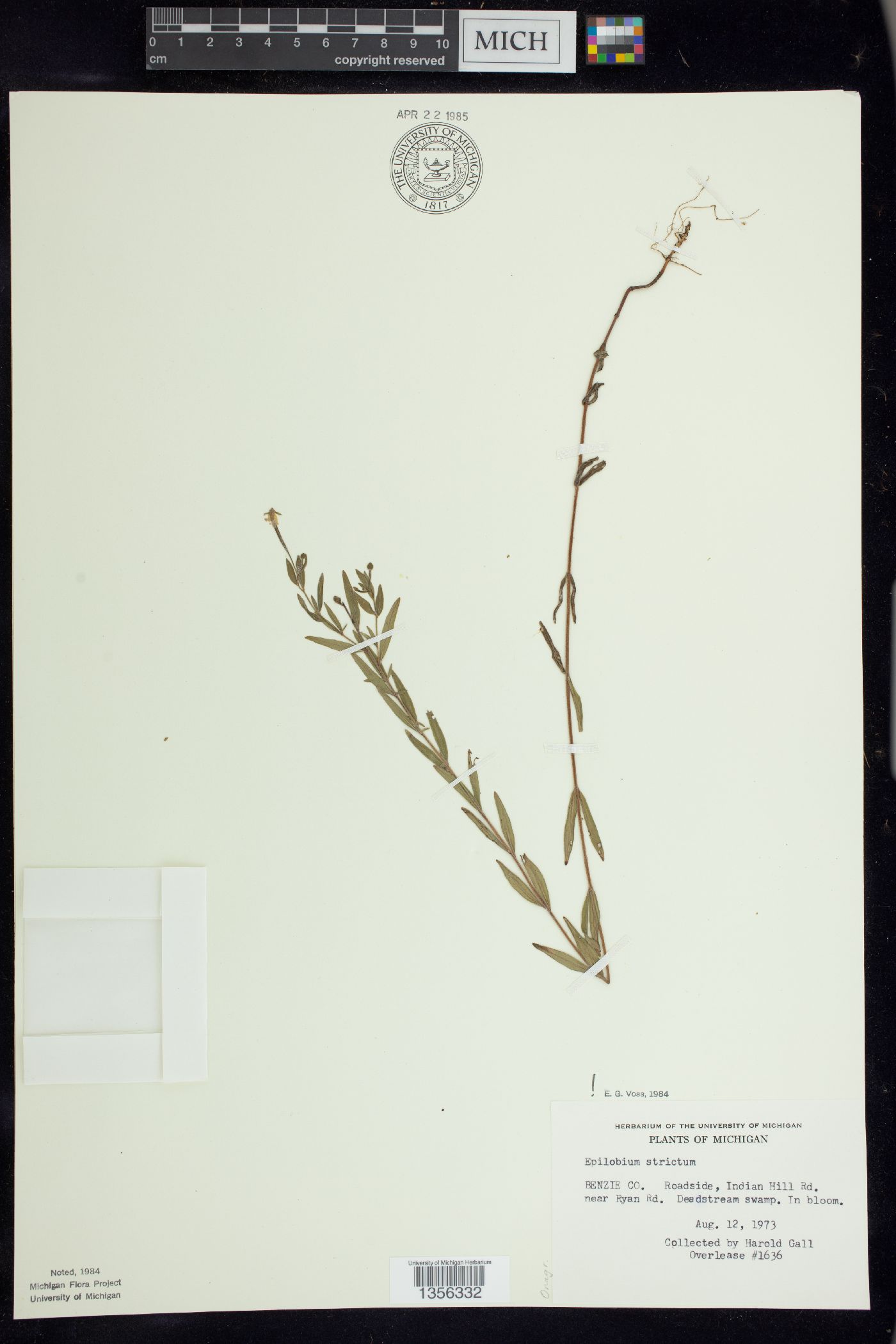 Epilobium strictum image