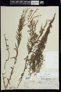 Epilobium strictum image