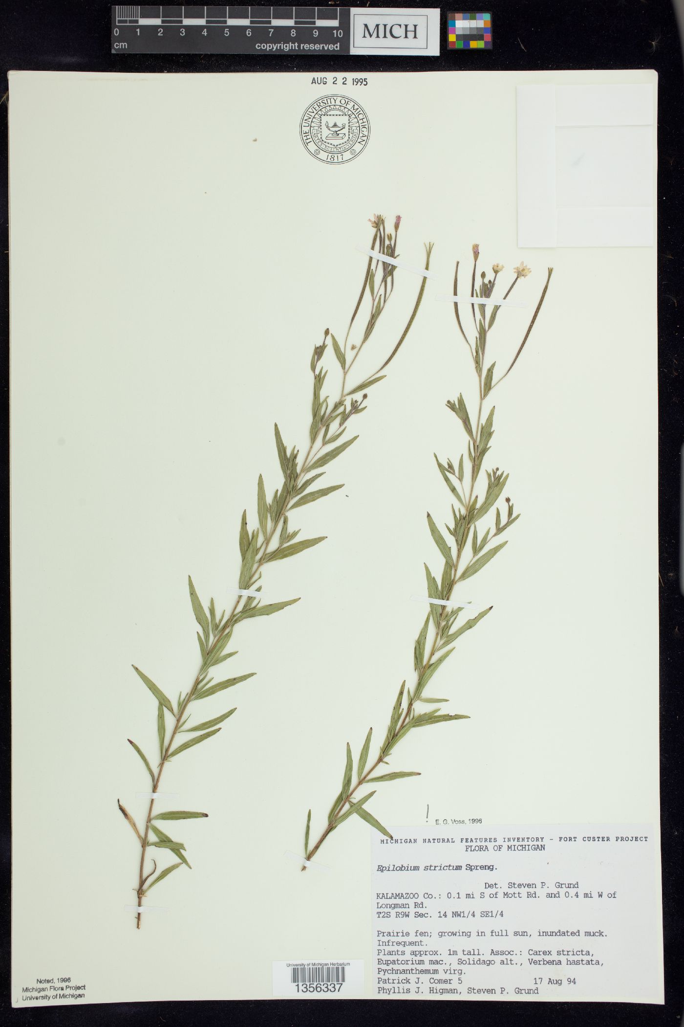 Epilobium strictum image