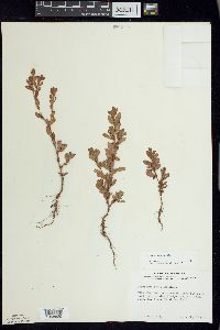 Polygonum achoreum image