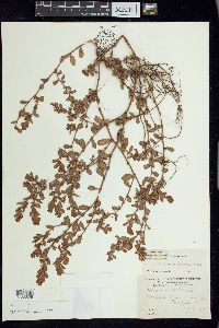 Polygonum achoreum image