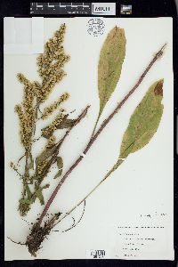 Solidago speciosa image