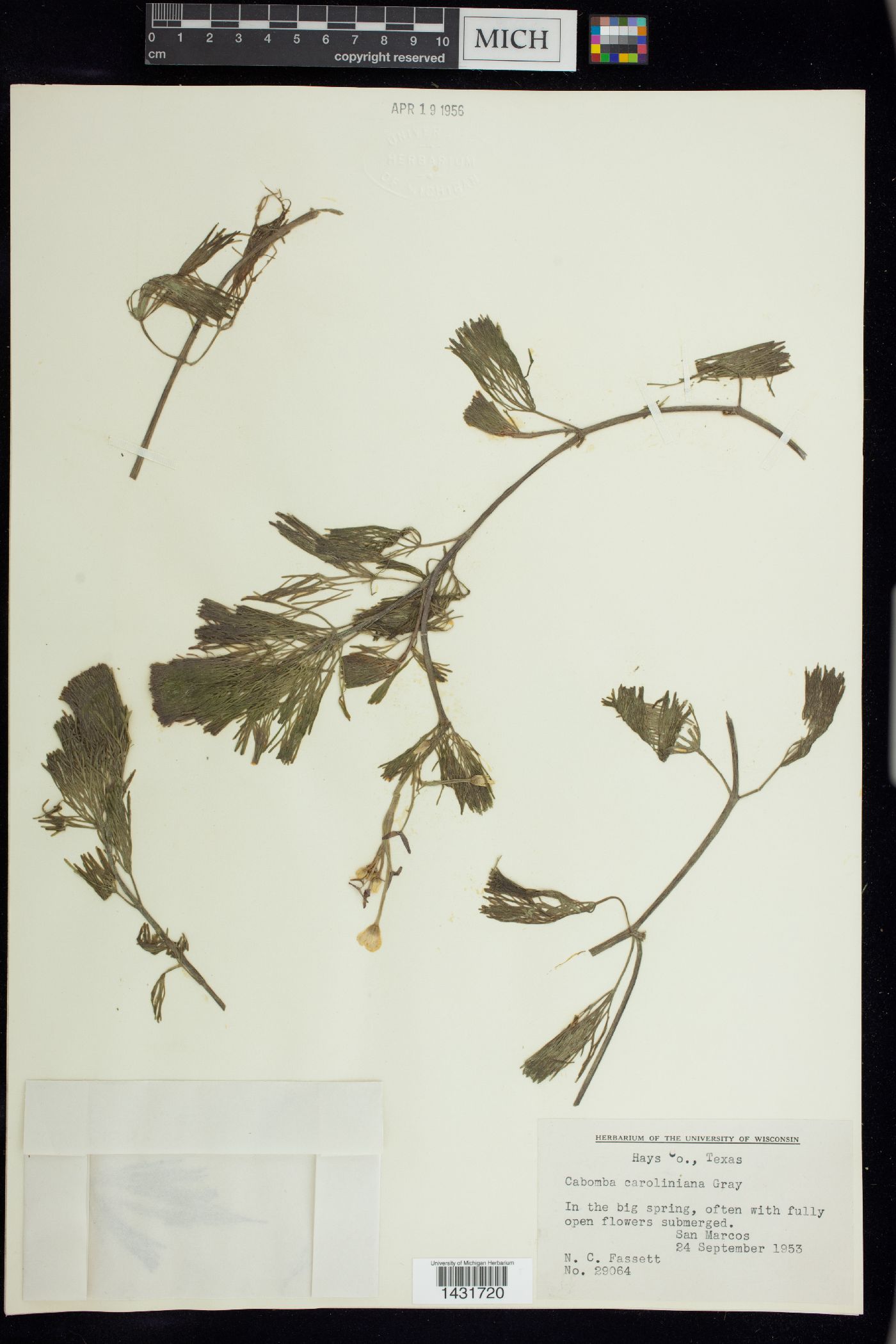 Cabomba caroliniana image