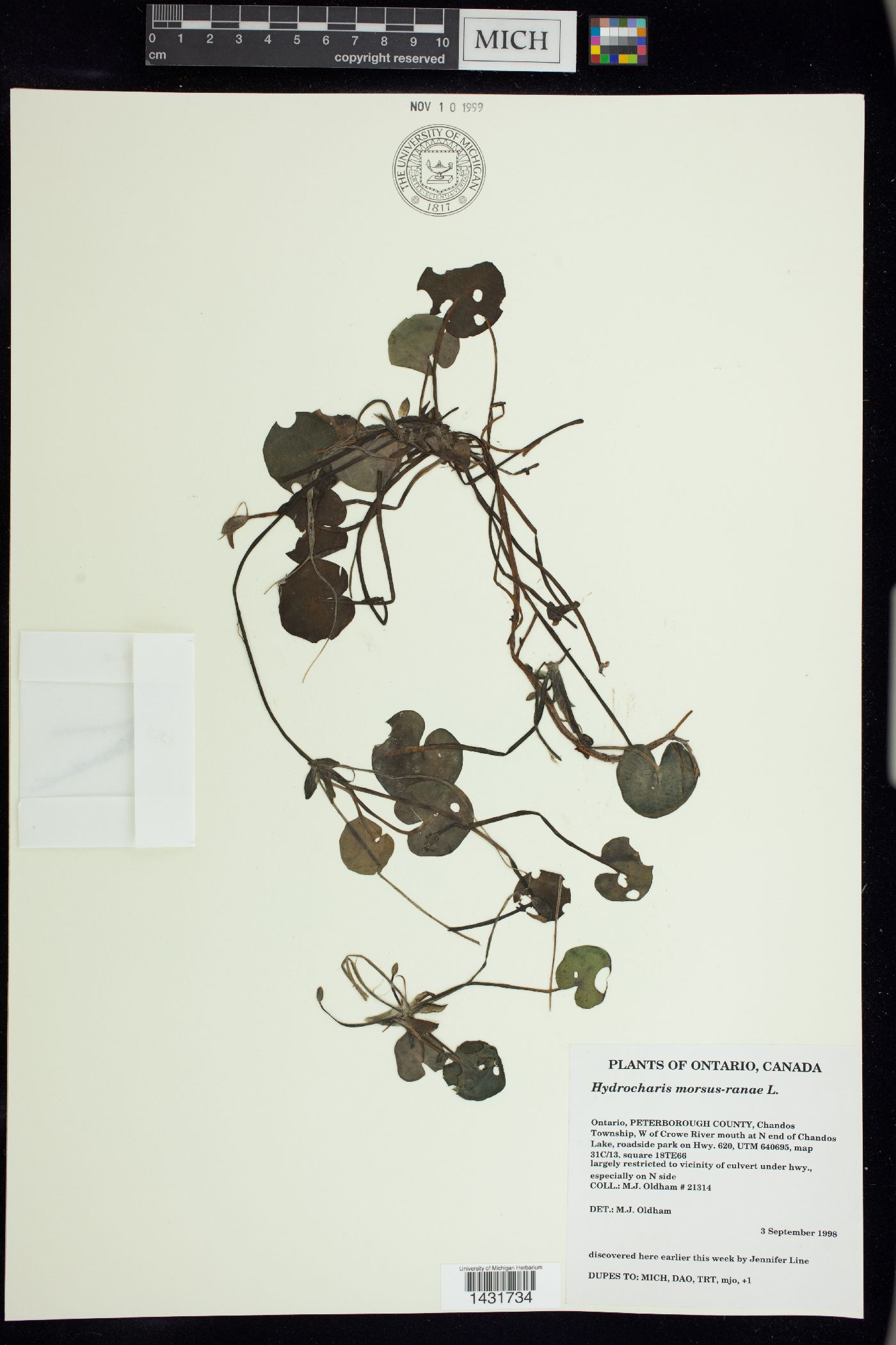Hydrocharis morsus-ranae image