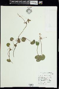 Hydrocharis morsus-ranae image