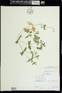 Myosoton aquaticum image