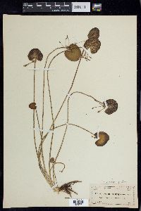 Nymphoides aquatica image