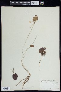 Image of Nymphoides aquatica