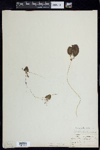 Nymphoides aquatica image