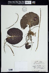 Nymphoides aquatica image