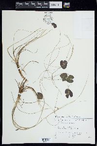 Nymphoides cordata image