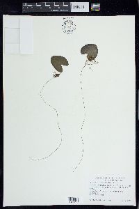 Nymphoides cordata image