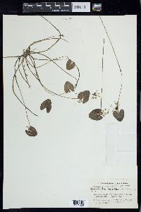 Nymphoides cordata image