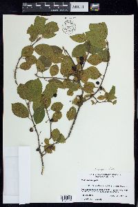 Frangula alnus image