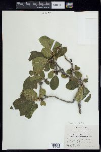 Frangula betulifolia image