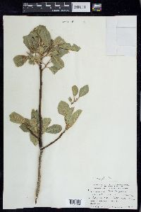 Frangula betulifolia image