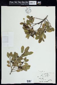 Frangula californica image