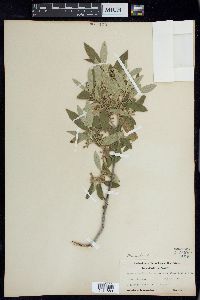 Frangula californica image