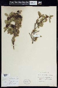 Frangula californica image