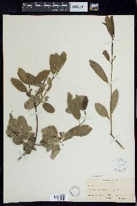 Frangula rubra image