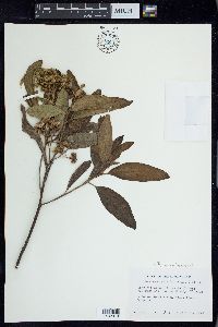 Pluchea carolinensis image