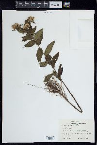 Pluchea foetida image
