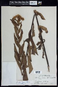 Image of Pluchea longifolia