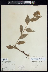 Pluchea odorata var. succulenta image