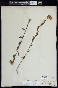 Pluchea odorata var. succulenta image