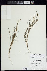 Stuckenia filiformis image