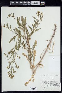 Rorippa palustris subsp. palustris image