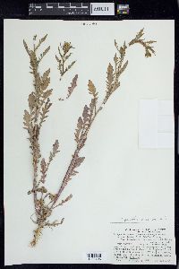 Rorippa palustris subsp. palustris image