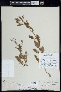 Rorippa palustris subsp. palustris image