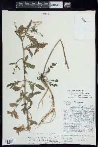 Rorippa palustris subsp. palustris image