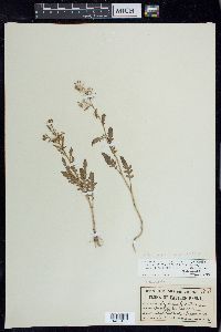 Rorippa palustris subsp. palustris image