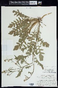 Rorippa palustris subsp. palustris image