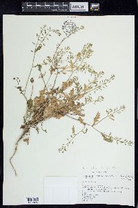 Rorippa palustris subsp. palustris image