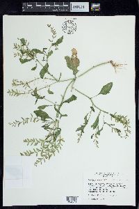 Rorippa sessiliflora image