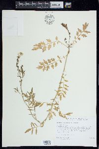 Rorippa sylvestris image