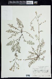 Rorippa sylvestris image