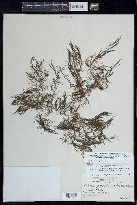 Najas guadalupensis subsp. floridana image