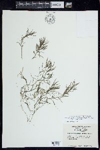 Najas guadalupensis subsp. floridana image