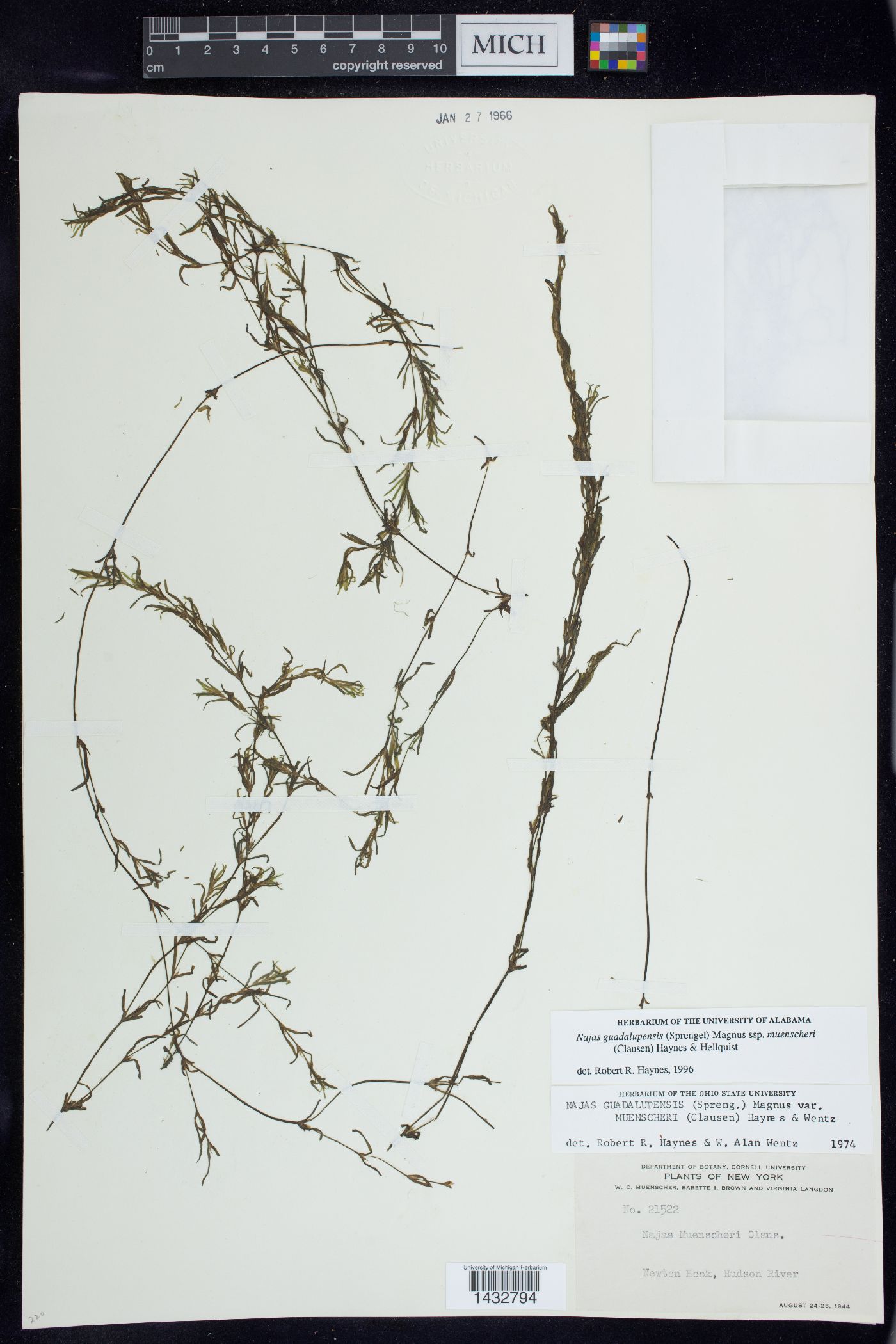 Najas guadalupensis subsp. muenscheri image