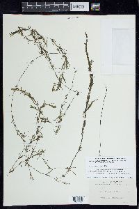 Najas guadalupensis subsp. muenscheri image